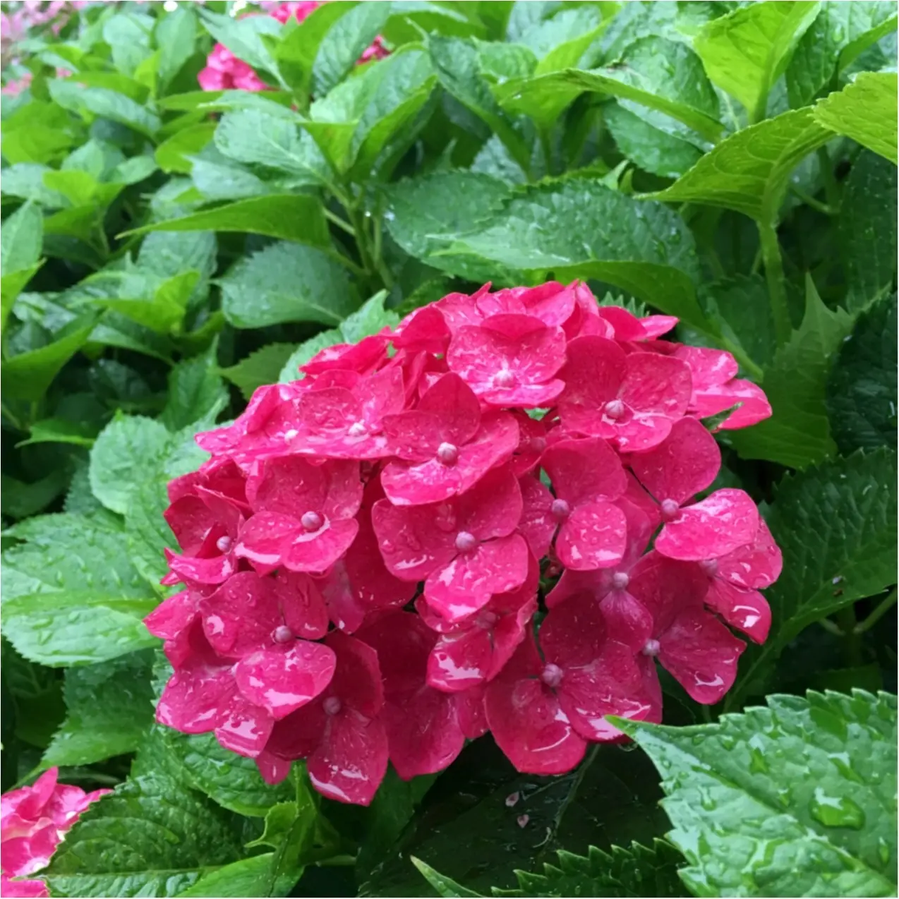 梅雨の時期に見たい♪紫陽花の名所へおでかけ…*見つけたハートの紫陽花♡_6