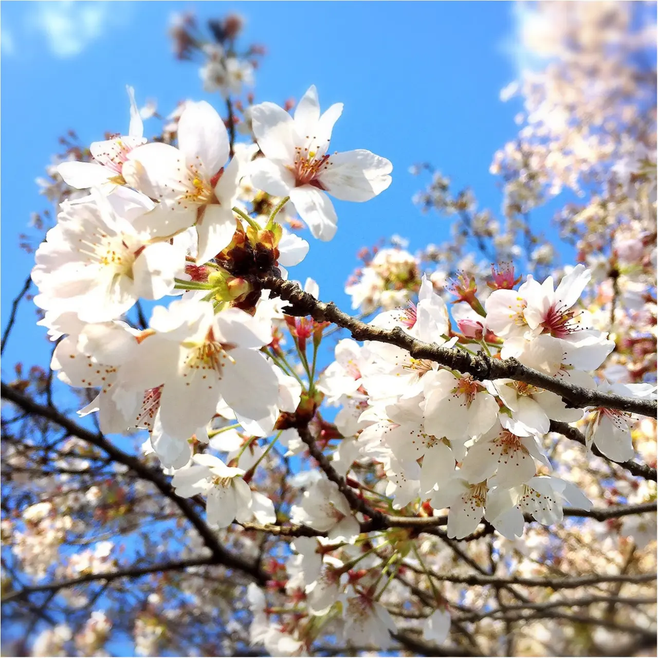 自家製桜ラテが作れる♪♪はちみつ専門店ラベイユ【はちみつショコラペースト*桜】_5
