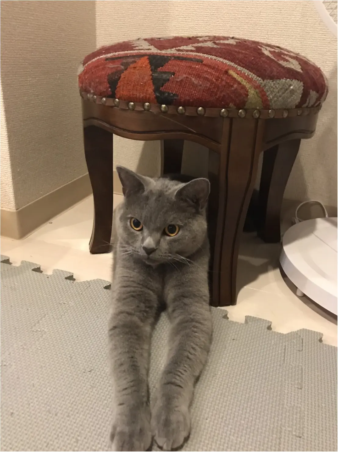 【今日のにゃんこ】にょびーん! レオくんの〝椅子〟つむりポーズ♪_1