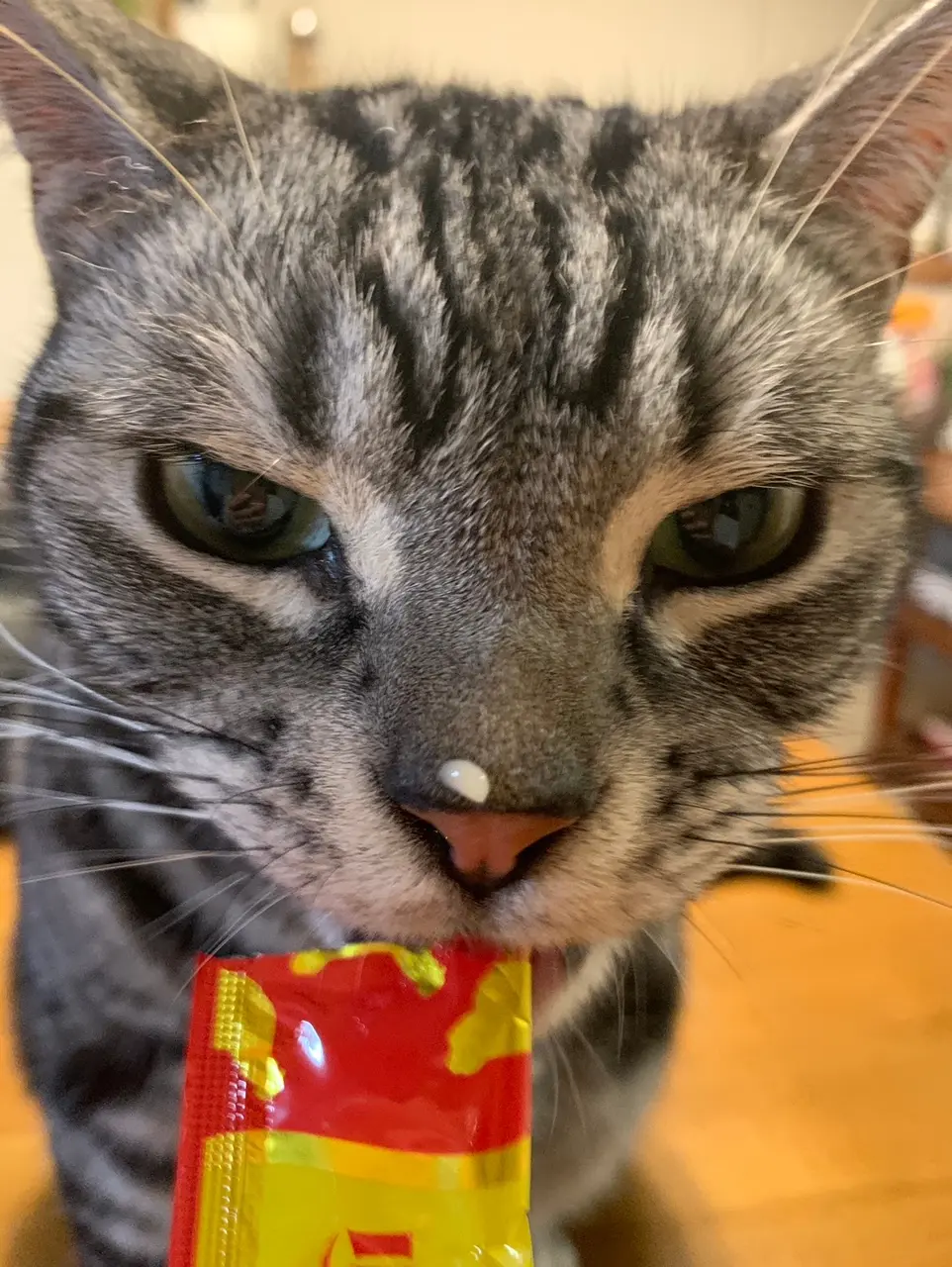 チュールを食べる猫・ソラくん
