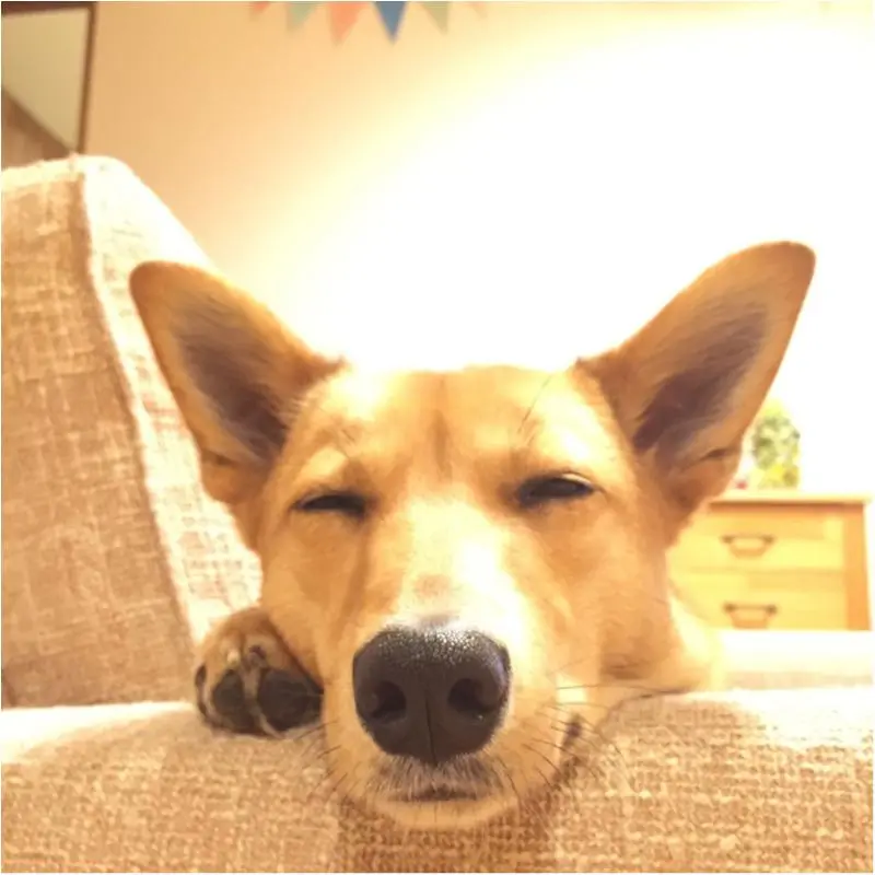 今日のわんこ こだまちゃん_1