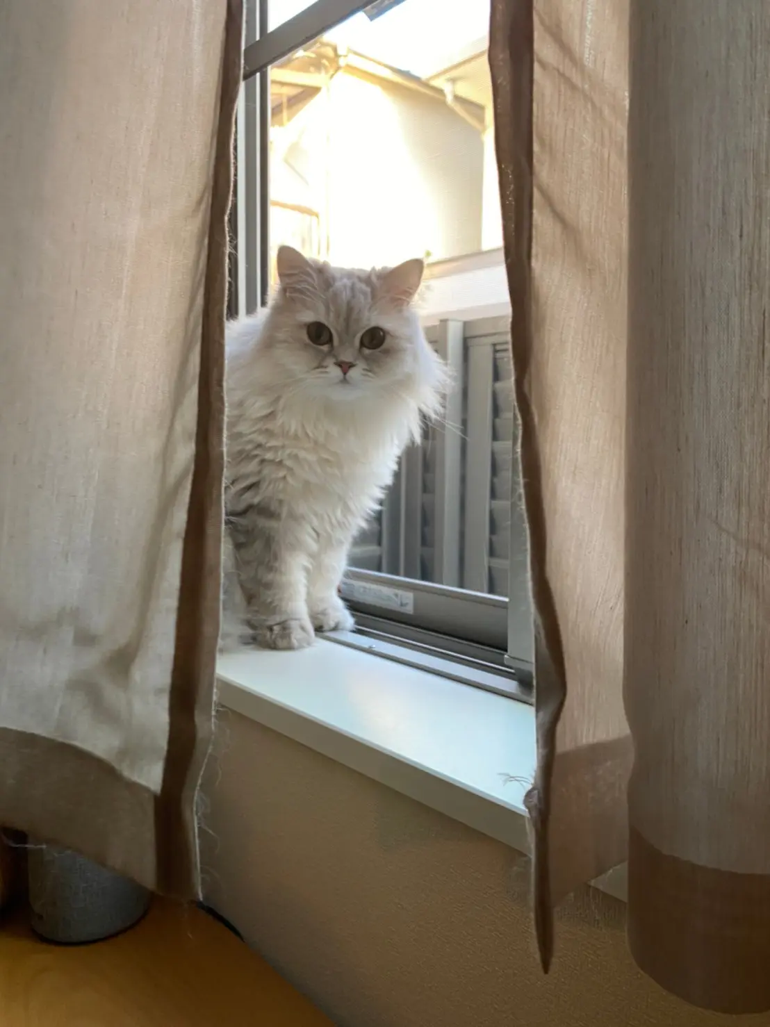ニャルソック中の猫・ココンちゃん