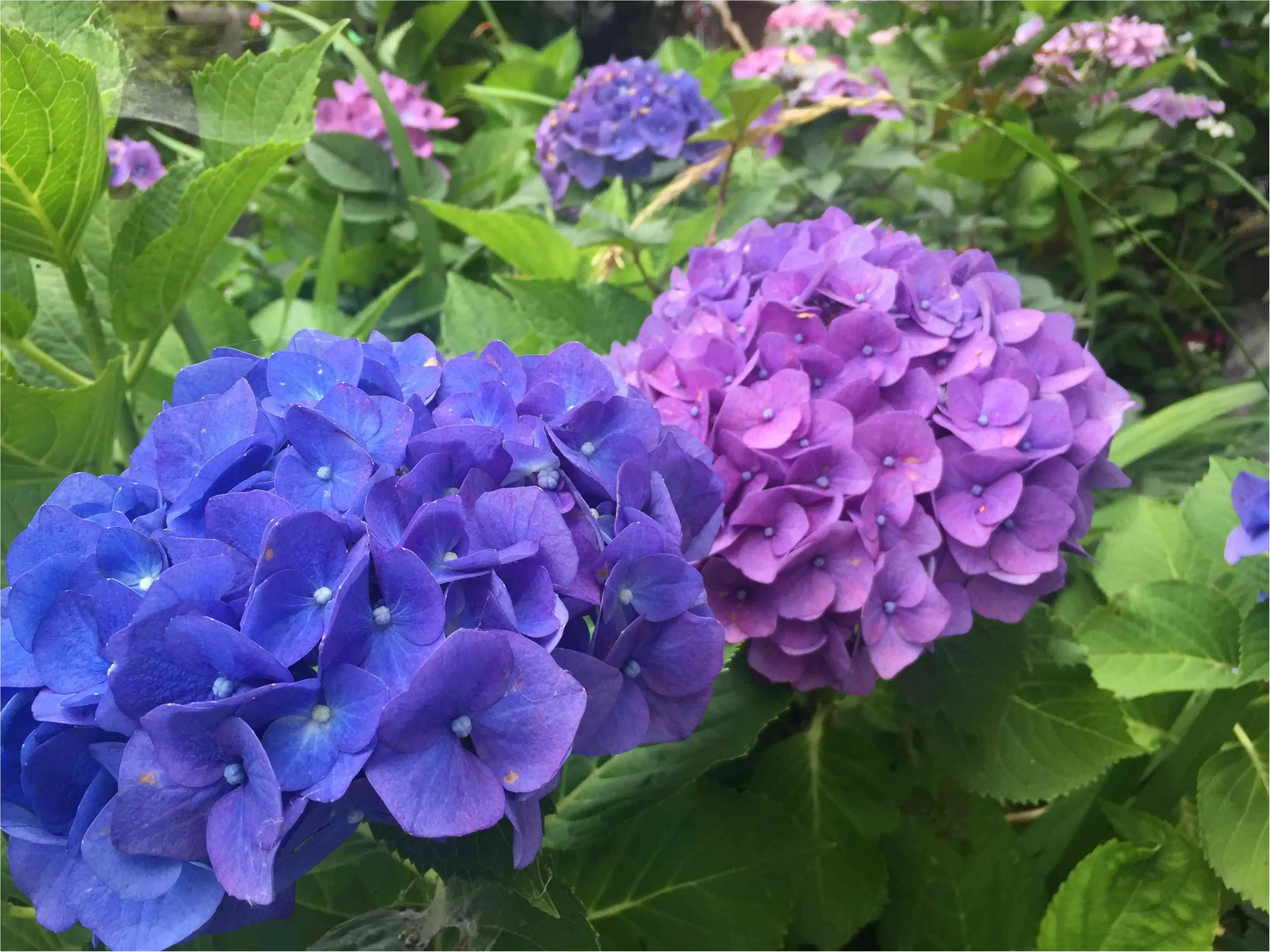 鎌倉で紫陽花探し_4