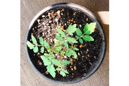 【ぶり農園】初めてのベランダ菜園でも育てやすい食料・お花はどれだ?_3