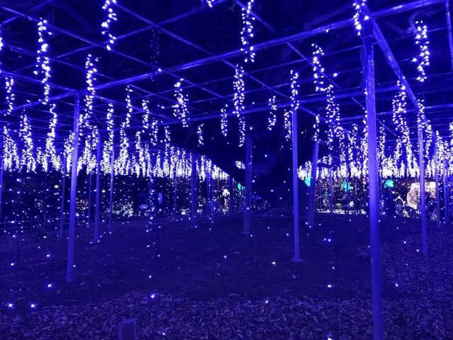 日本三大イルミネーション♪ あしかがフラワーパークに行ってきた♡_8