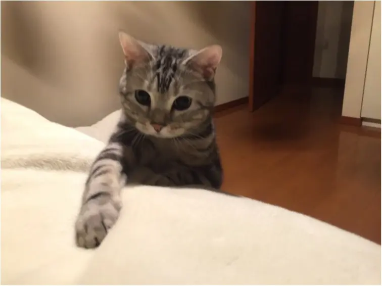 【今日のにゃんこ】お手してるの? アランくんの胸キュンフォト♪_1