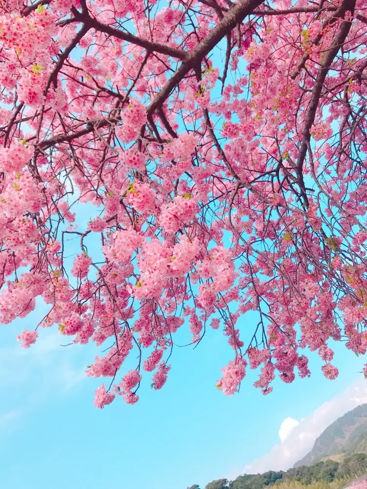 今が見頃❤︎3月なのに桜を楽しめる!河津桜を見に行ってきました*・゜゚・*:.。..。.:*・_3