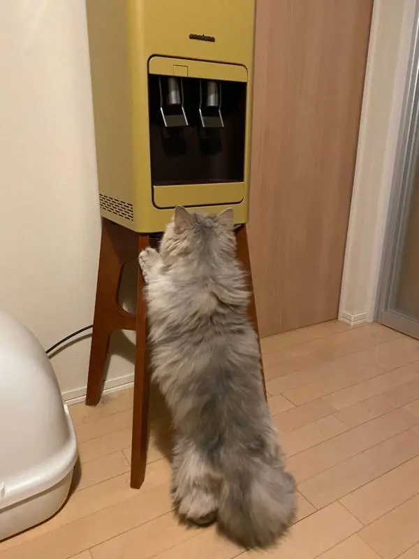 ウォーターサーバーに興味津々な猫・ココンちゃん