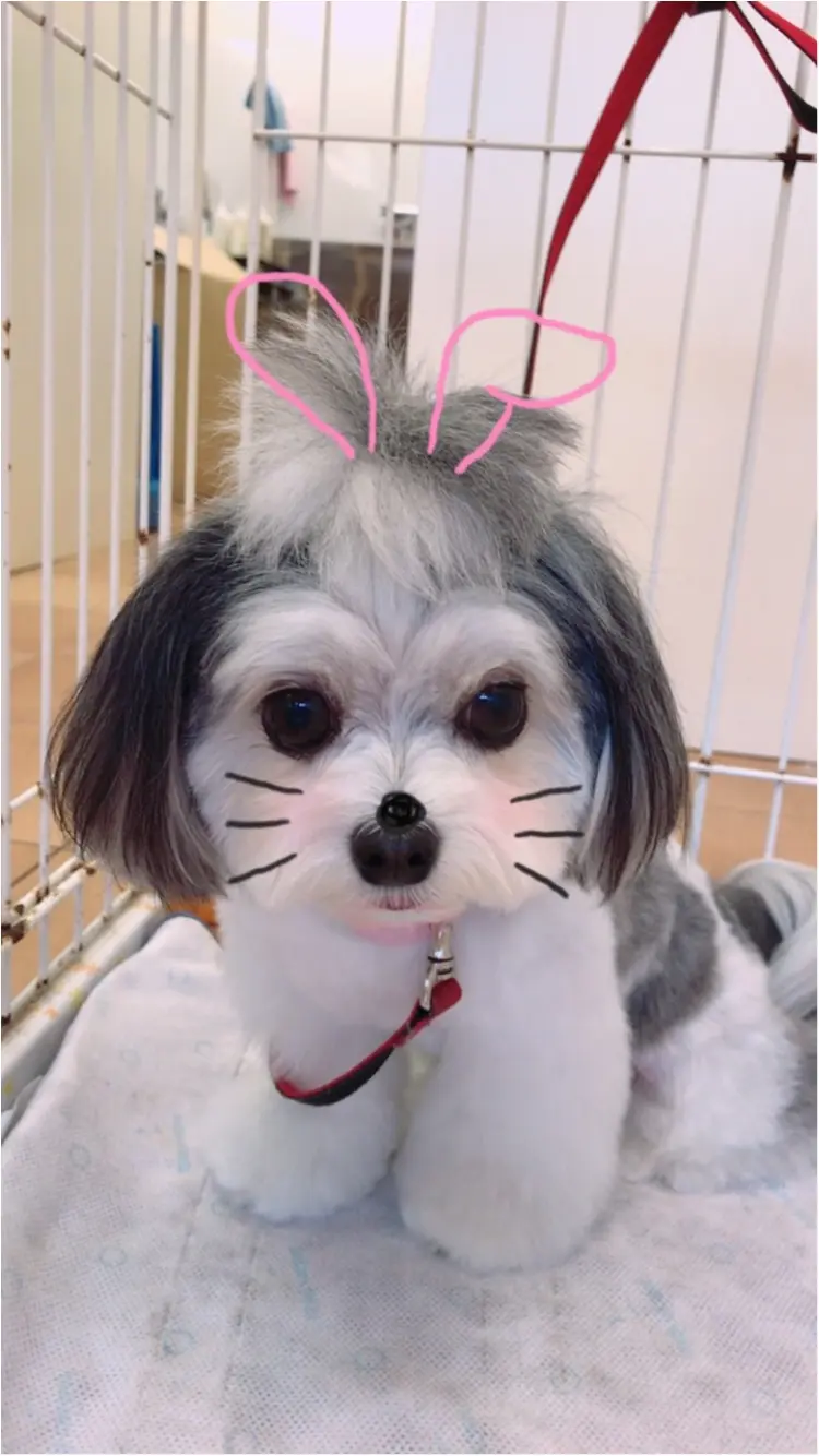 【今日のわんこ】インスタ映え意識♡ うさぎに変身、太郎くん_1