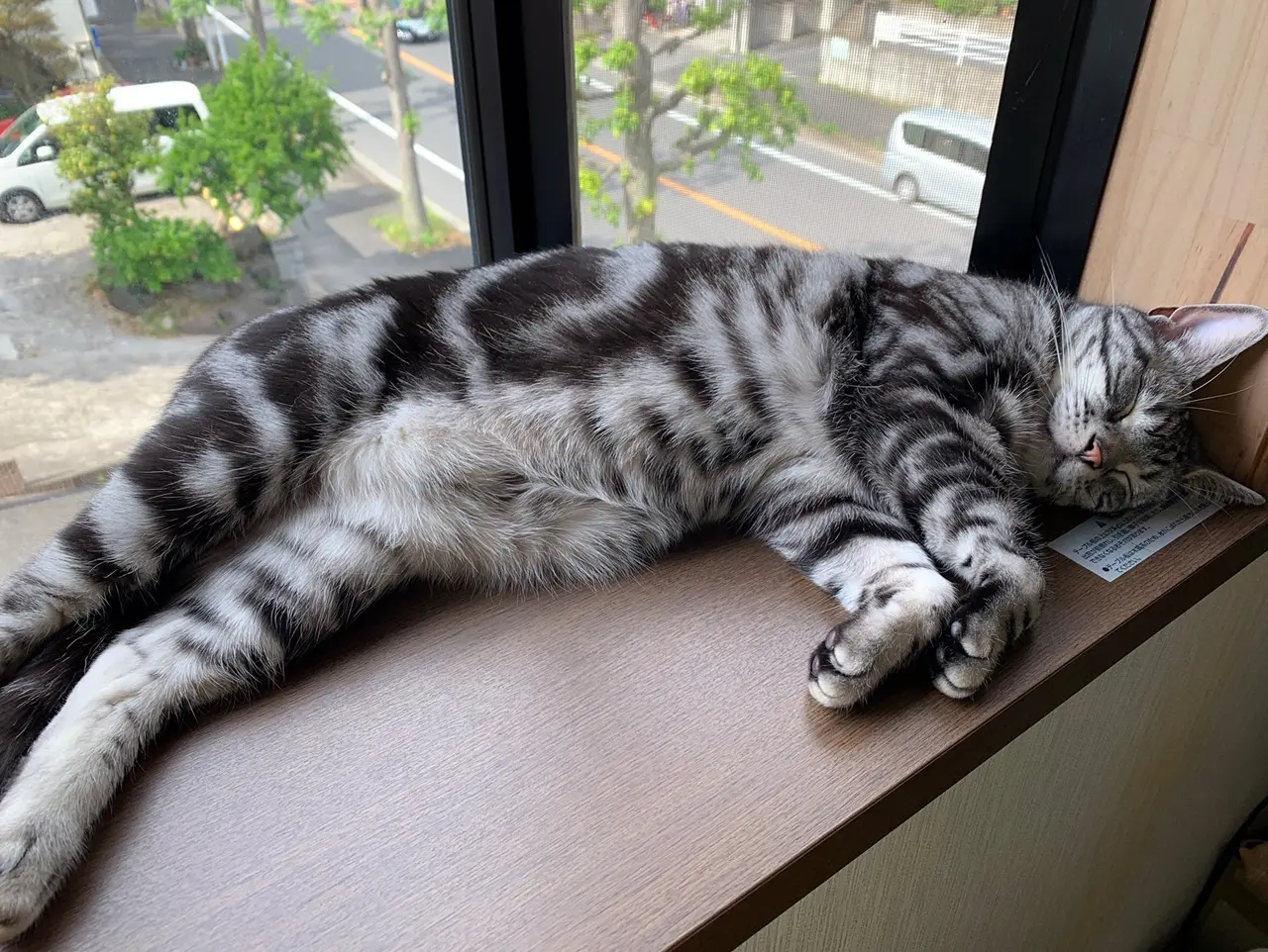 【今日のにゃんこ】ソラくんの特等席を紹介します!_1