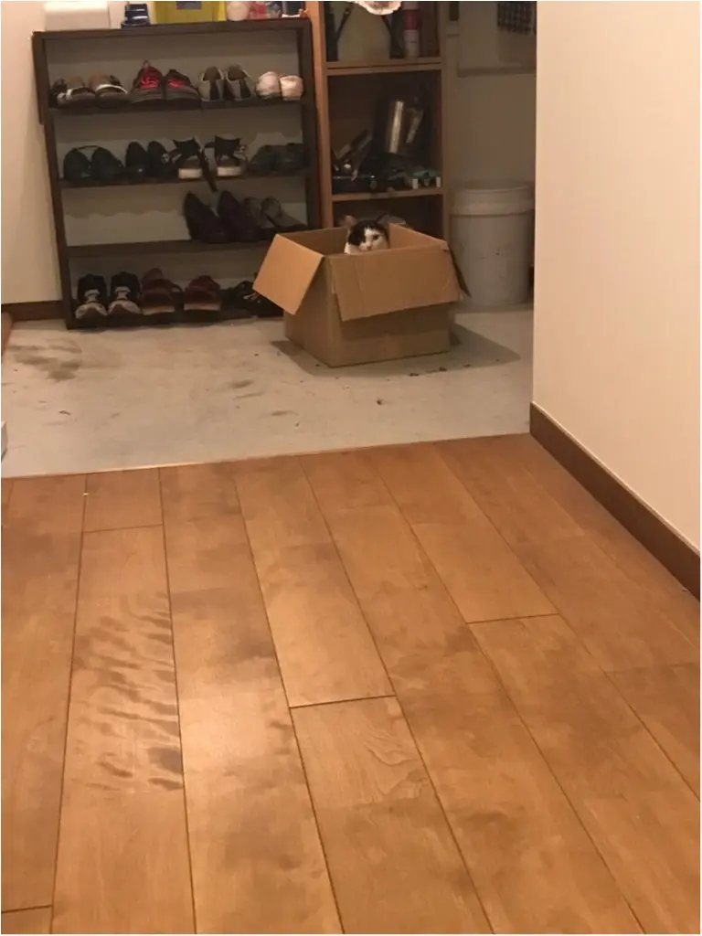 【今日のにゃんこ】どこから見てるの!? ちよちゃんの熱視線_1