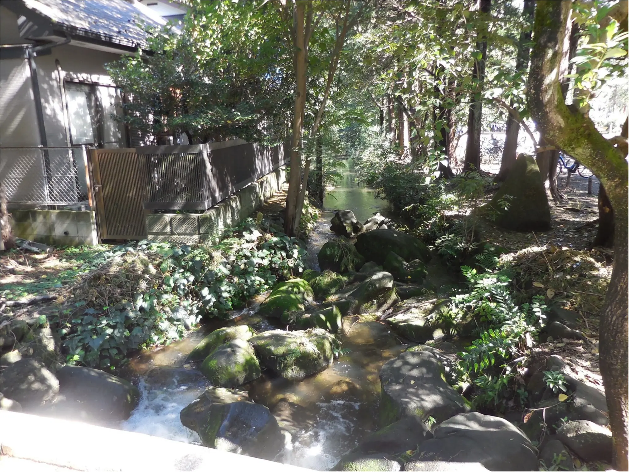 【吉祥寺井の頭公園】ひさしぶりに歩いてきました_6