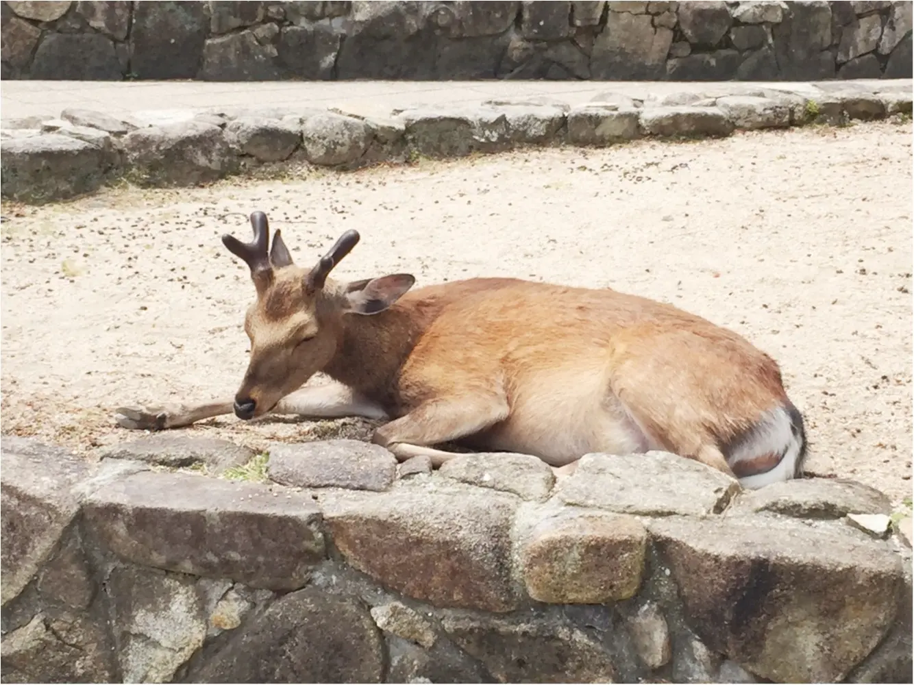 【travel】広島県宮島の過ごし方【この夏にオススメ】_2