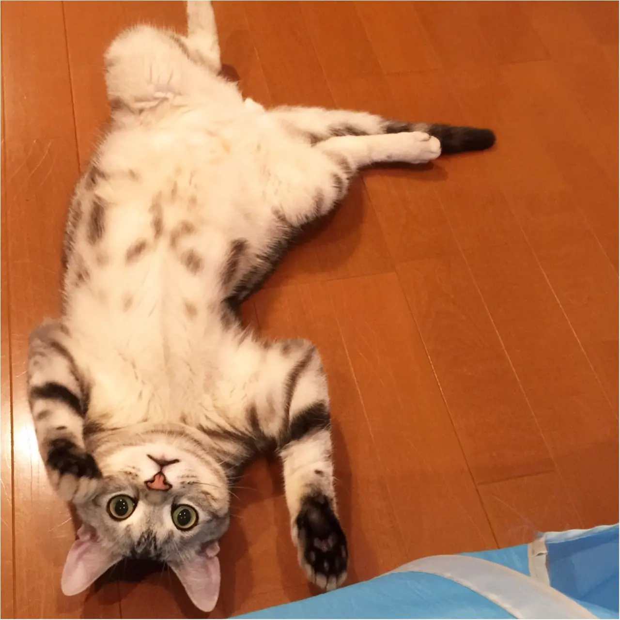 【今日のにゃんこ】びっくり! 寝ころんだアランくんが驚いた理由って?_1
