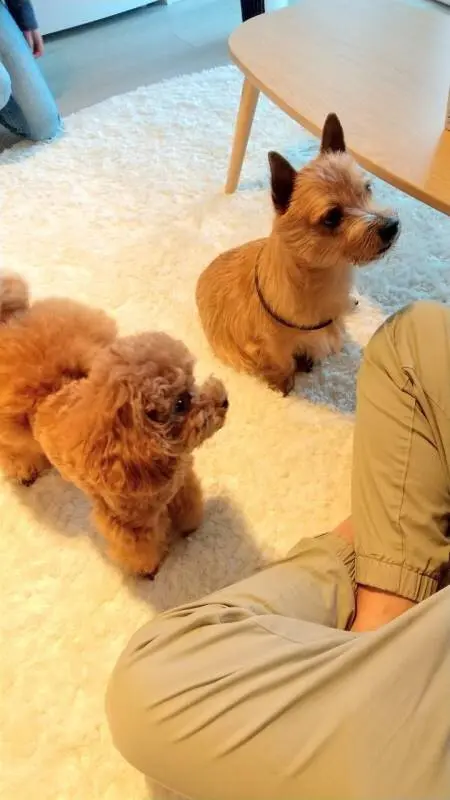 【今日のわんこ】テテちゃん、お友達のソラちゃんとおやつを待っています_1