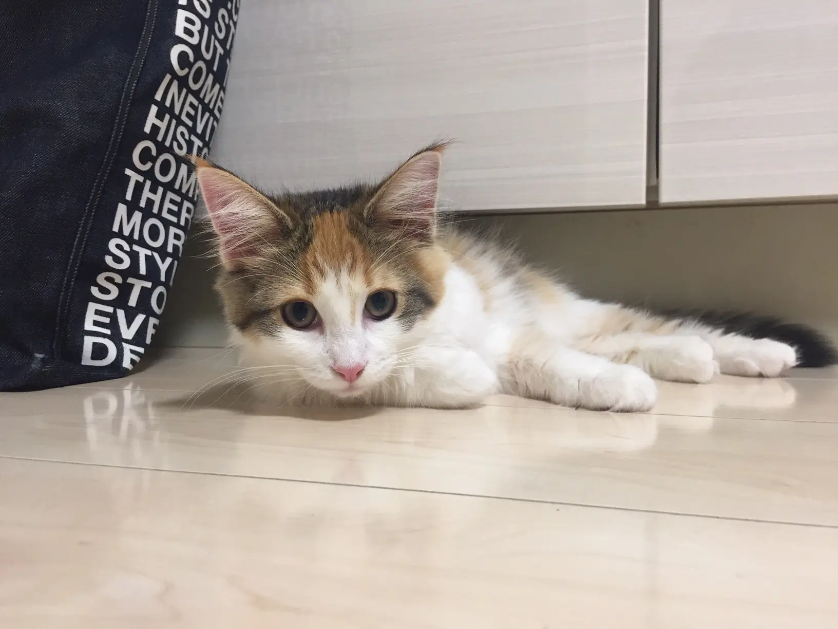 【今日のにゃんこ】床にぺたーっとはりつく万里ちゃん♪_1