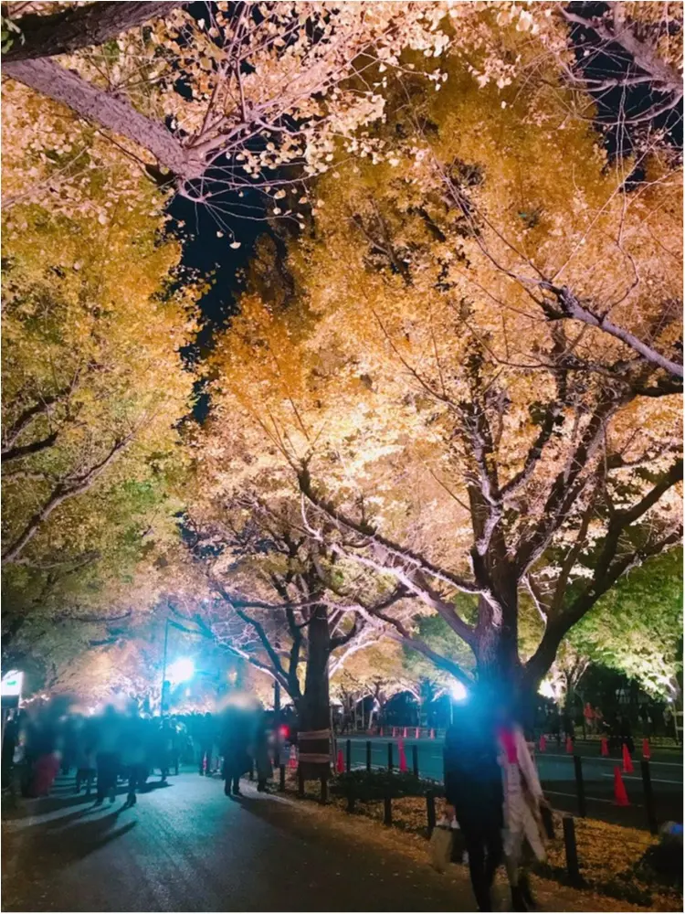 イチョウ並木は今だけ❤︎あのドラマでも使われた都内の紅葉の名所へ行ってきました!_1