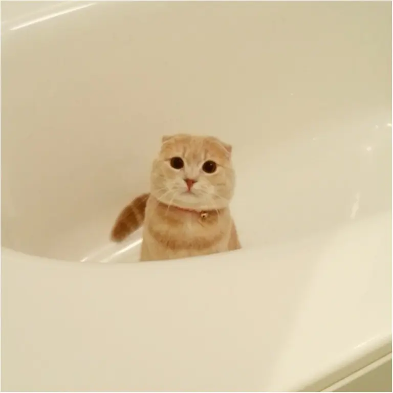 【今日のにゃんこ】いないいない、ばー! かくれんぼ上手のニコくんはどこに?_1