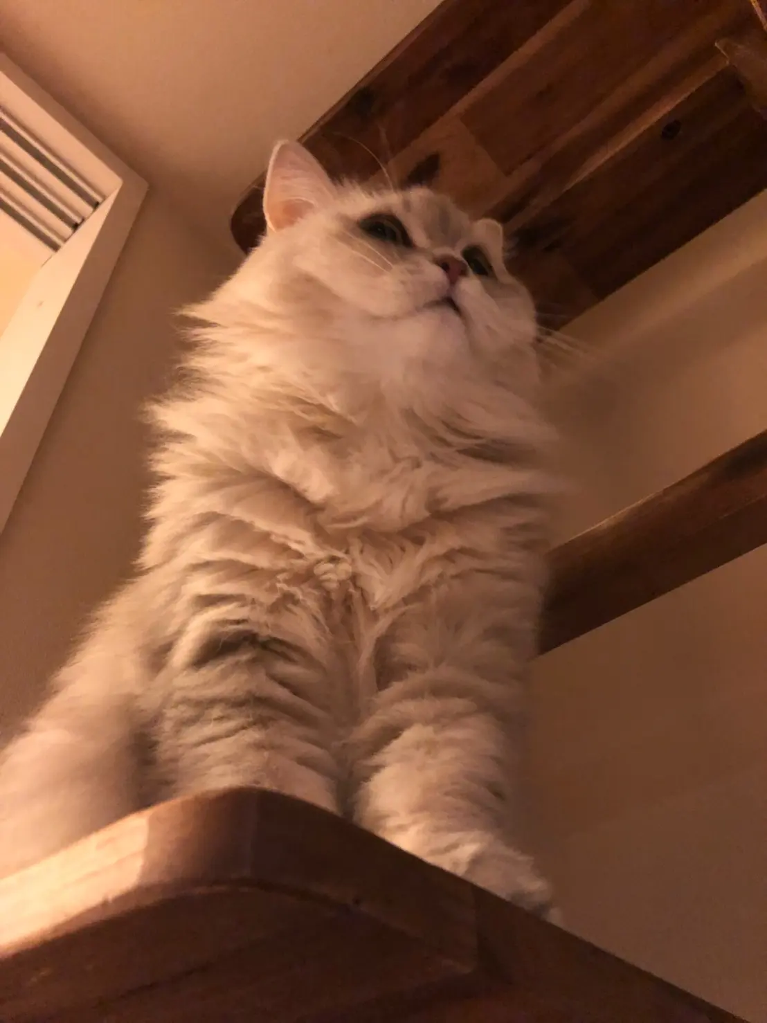 【今日のにゃんこ】ココンちゃんは、キャットタワーの上がお好き♪_1