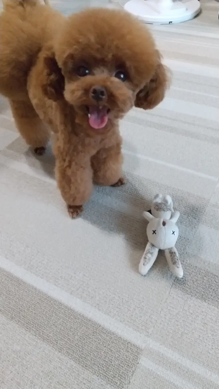 【今日のわんこ】テテちゃん、苦手なトリミングを乗り越えた結果!?_1