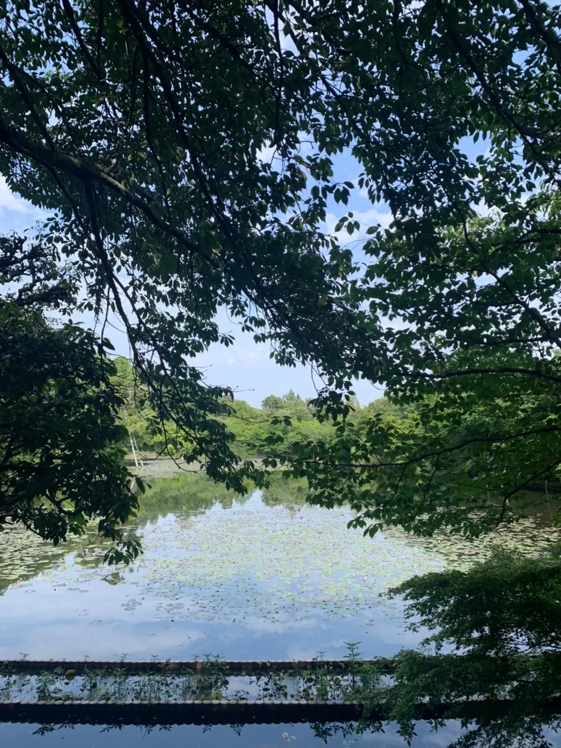 【京都旅第一弾】北野天満宮・龍安寺②_1