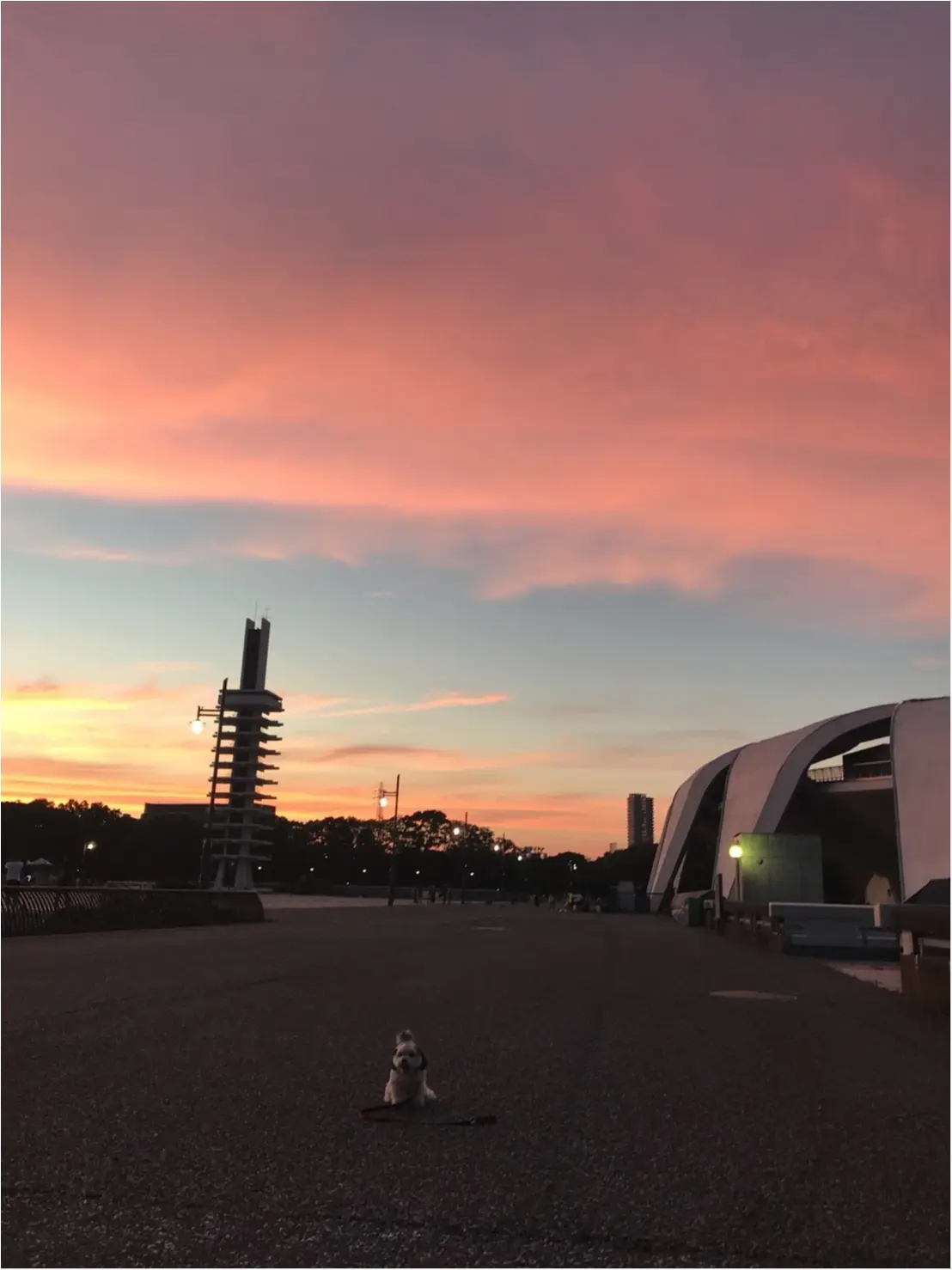【今日のわんこ】夕暮れ時に感動した太郎くん_1