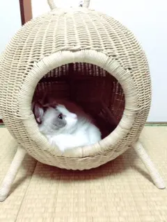 本日のにゃんこ カイくん ラグドール_1
