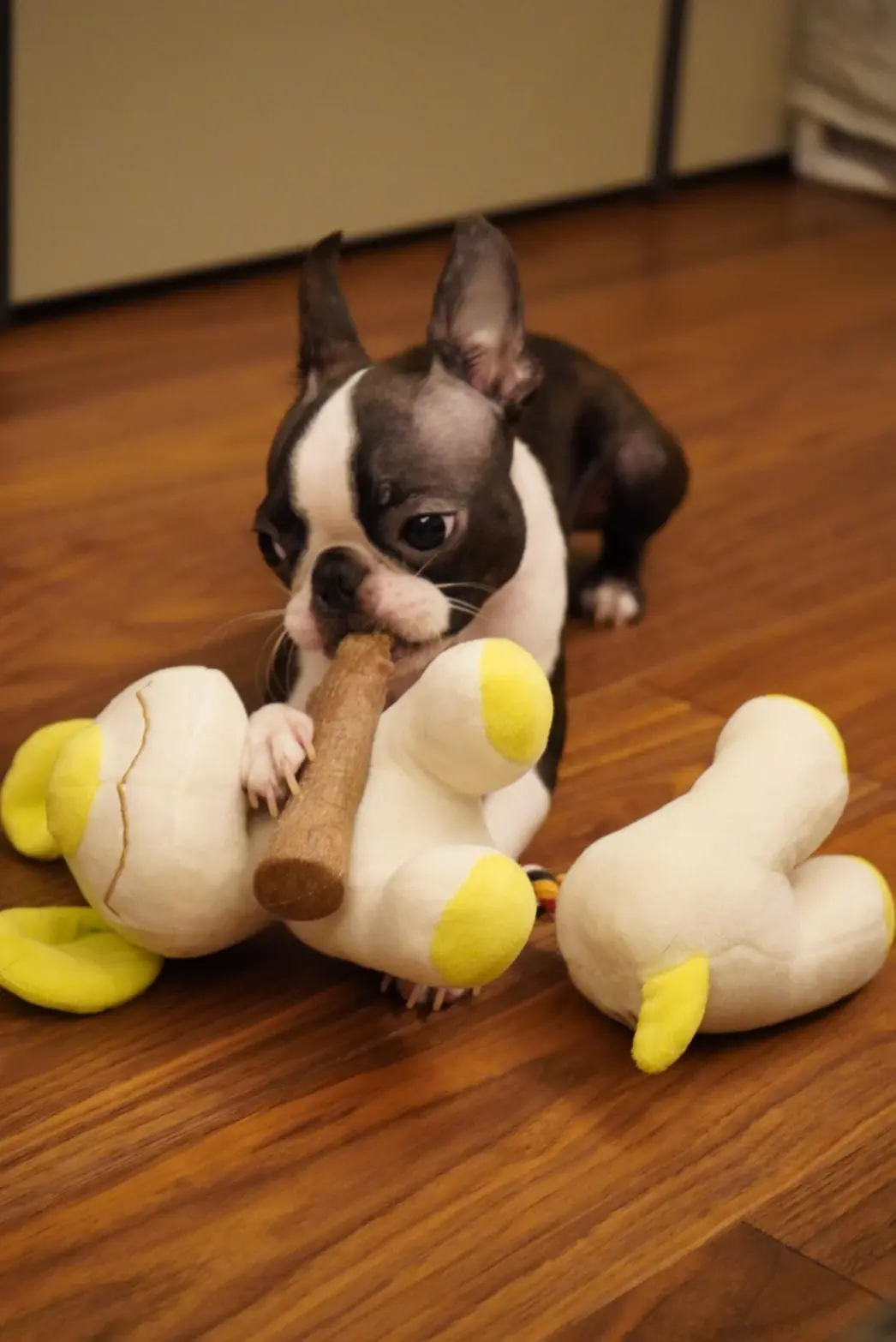 新品のおもちゃで遊ぶ犬・アルコくん