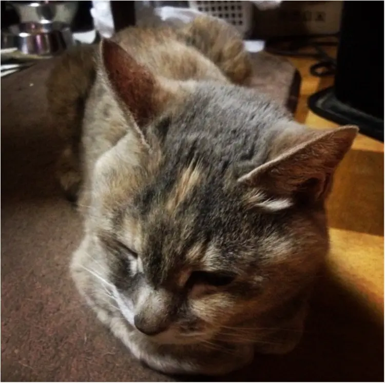 猫好き集まれっ♡ 今日のにゃんこ✳︎モアハピver♡_2