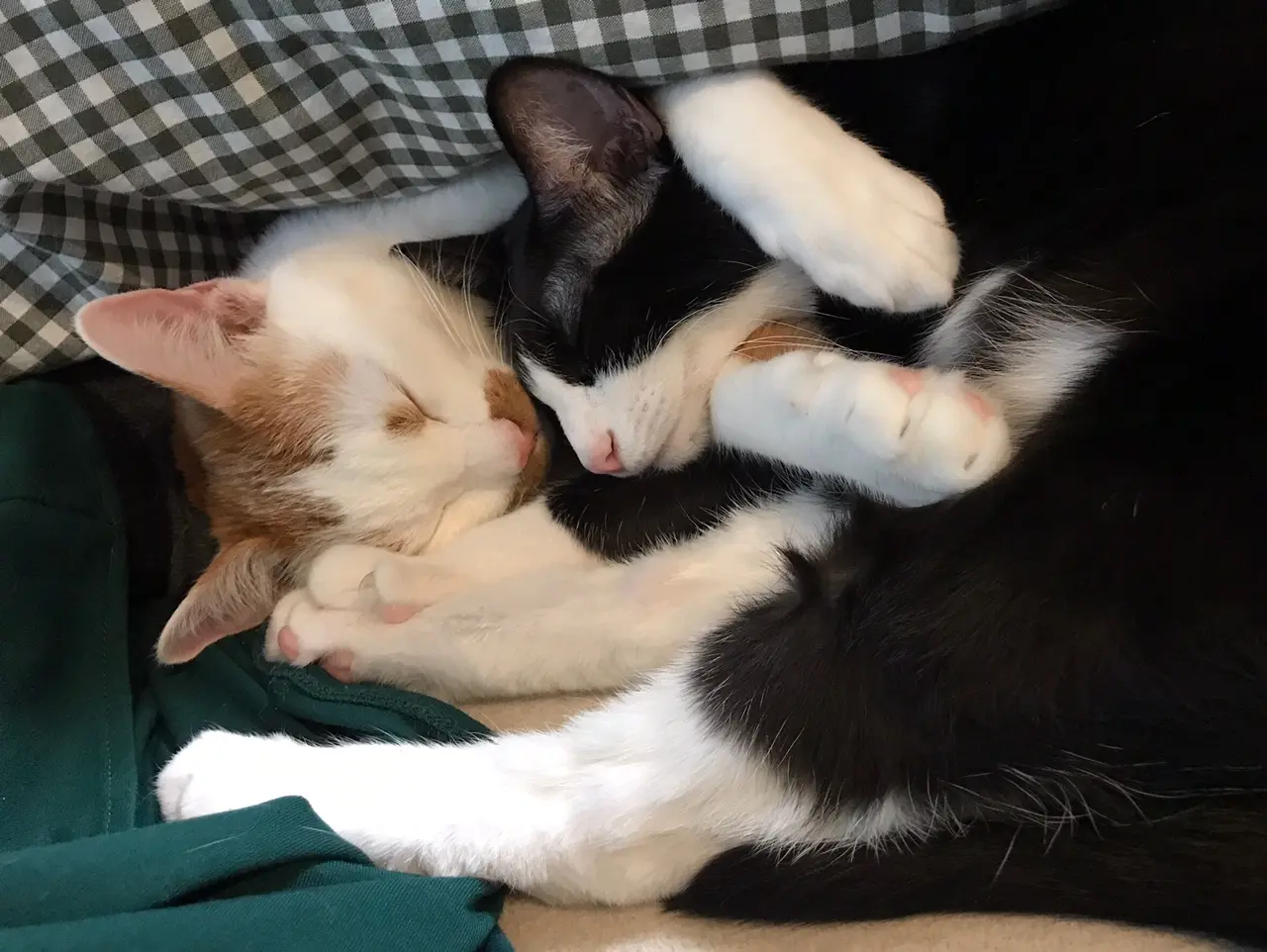 【今日のにゃんこ】ルウくんを抱えるようにして眠るラビくん☆_1