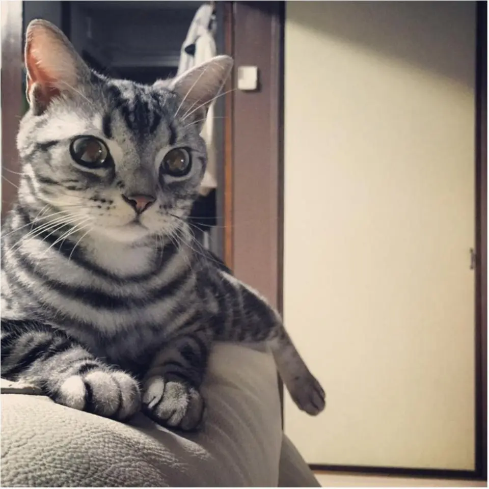 【今日は“猫の日”★今日のにゃんこスペシャル】宝石みたいな瞳のさらんくんにドキッ3連発!!_2