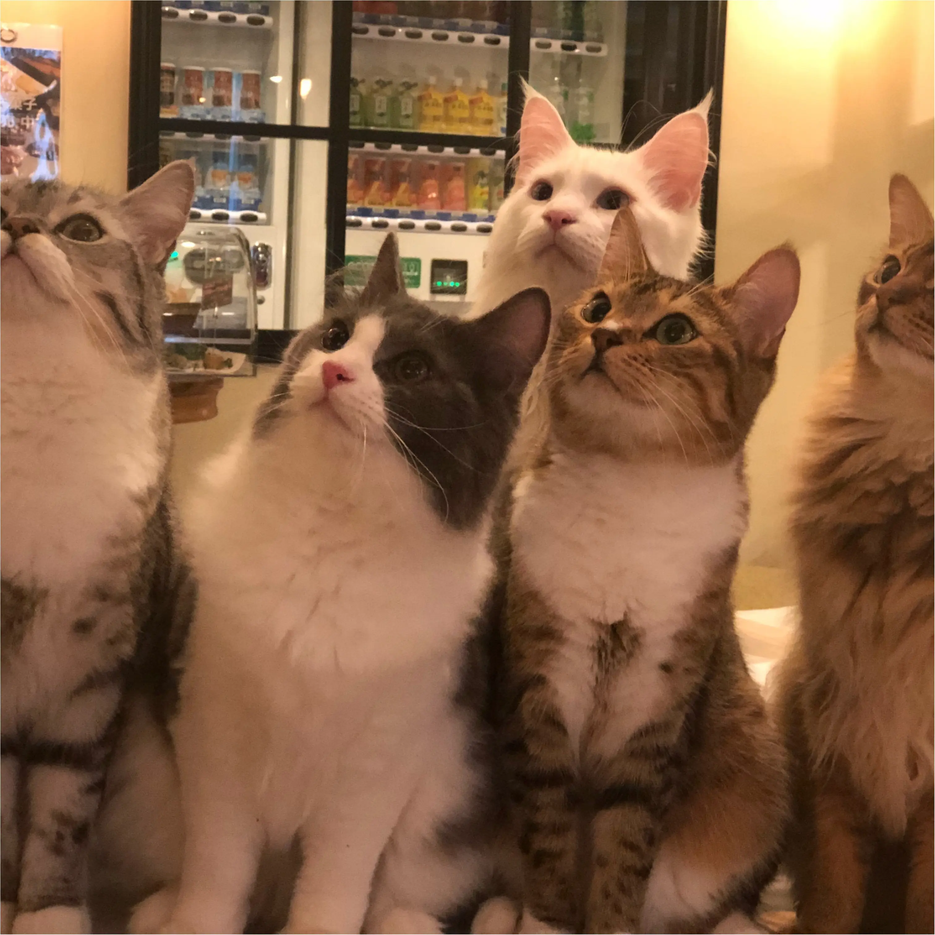 ねこたんとたわむれたい方必見!!【綺麗すぎる猫カフェ】in池袋_3