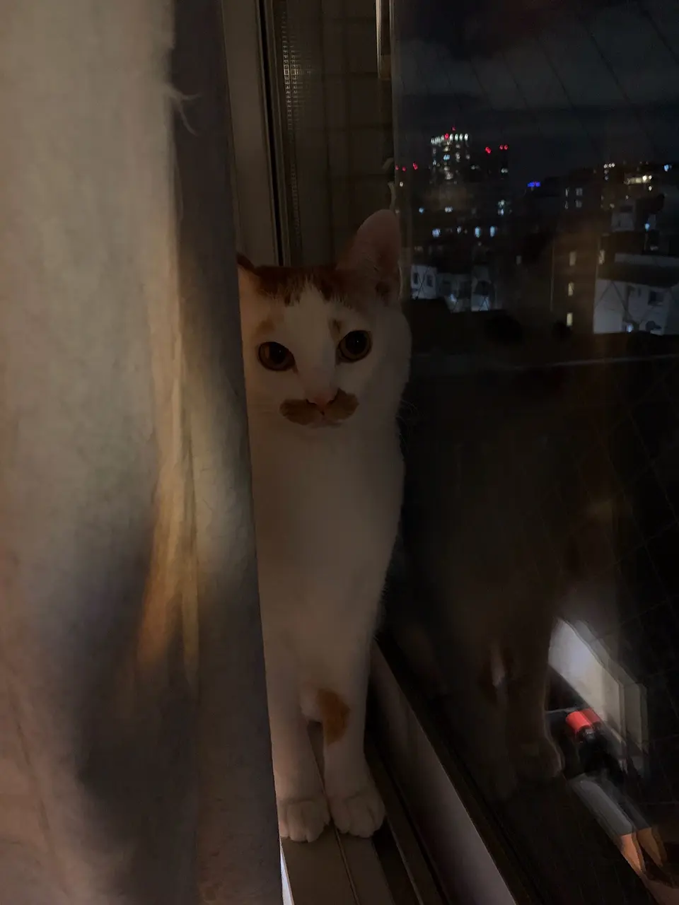 【今日のにゃんこ】夜景を眺めるルウくん、たそがれモードに突入_1