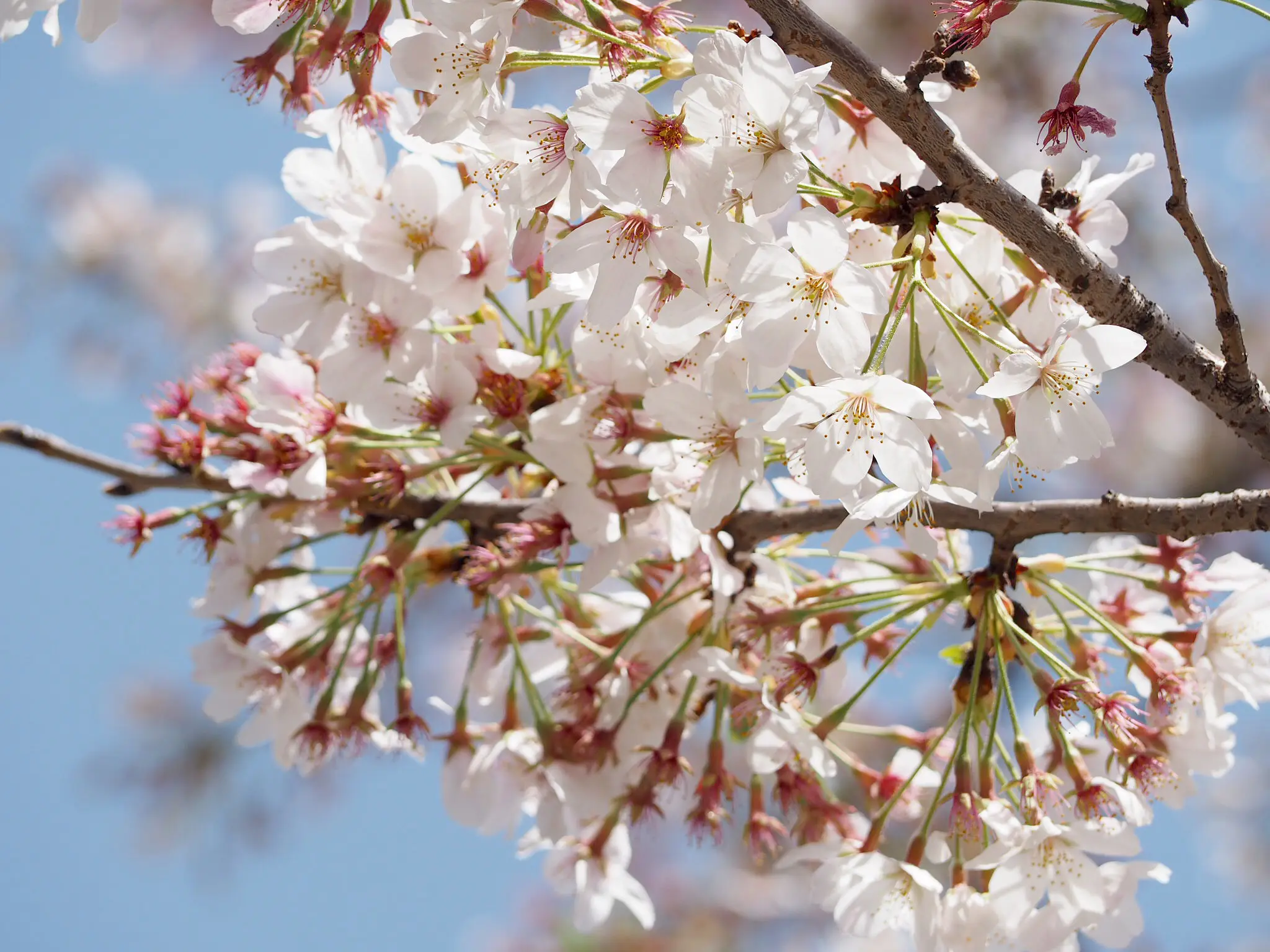 【おうちでお花見♡】AOYAMA FLOWER MARKETの桜が咲きました♩_1