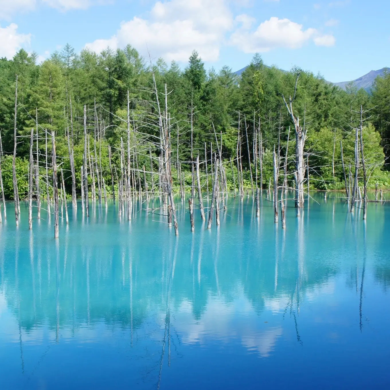 女子旅におすすめ 北海道の絶景スポット 青い池とファーム富田 Moreインフルエンサーズブログ Daily More