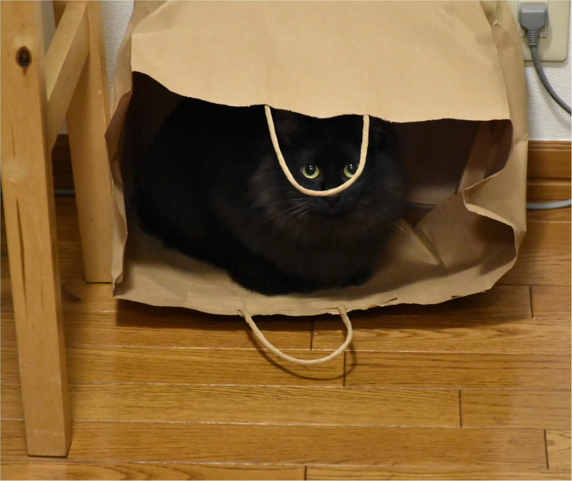 【今日のにゃんこ】どこにいるの? ゆらちゃんのかくれんぼ_1