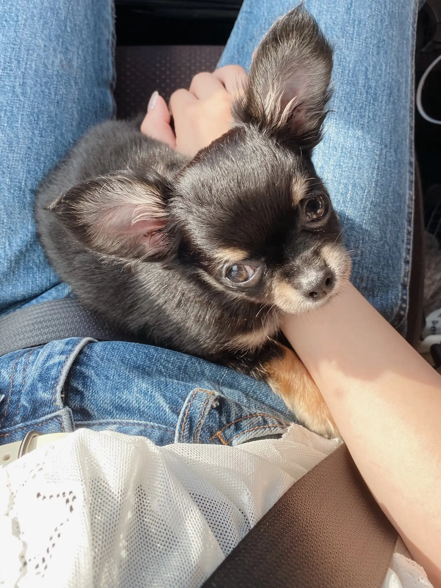 【我が家のペット】愛犬まるちゃんお誕生日を迎えました!_1