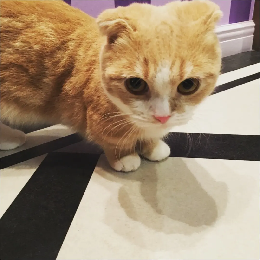 原宿の猫カフェでもふもふしてきました!_4