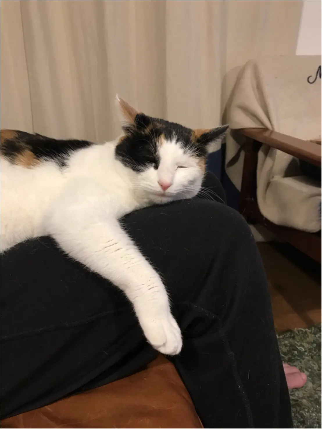 【今日のにゃんこ】リラックス~♡ ちよちゃんがベッドにしているものって?_1