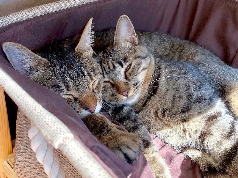 雑種猫・サンちゃんががんくんに寄り掛かっている様子