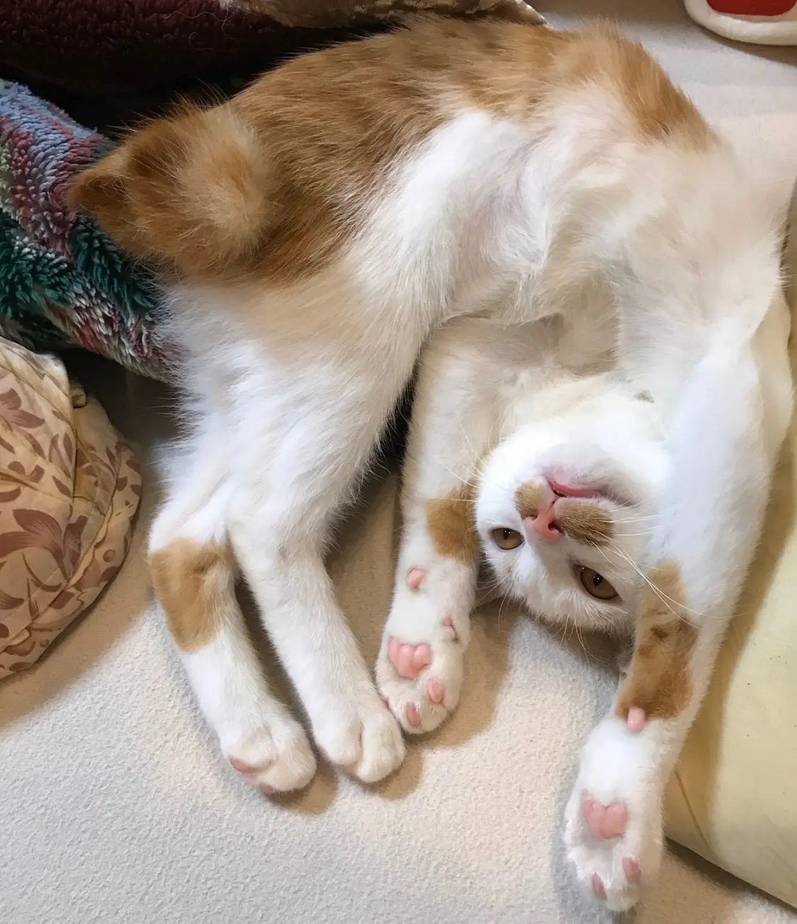 【今日のにゃんこ】小さい頃のラビくんは、バンザイがお好き♡_1