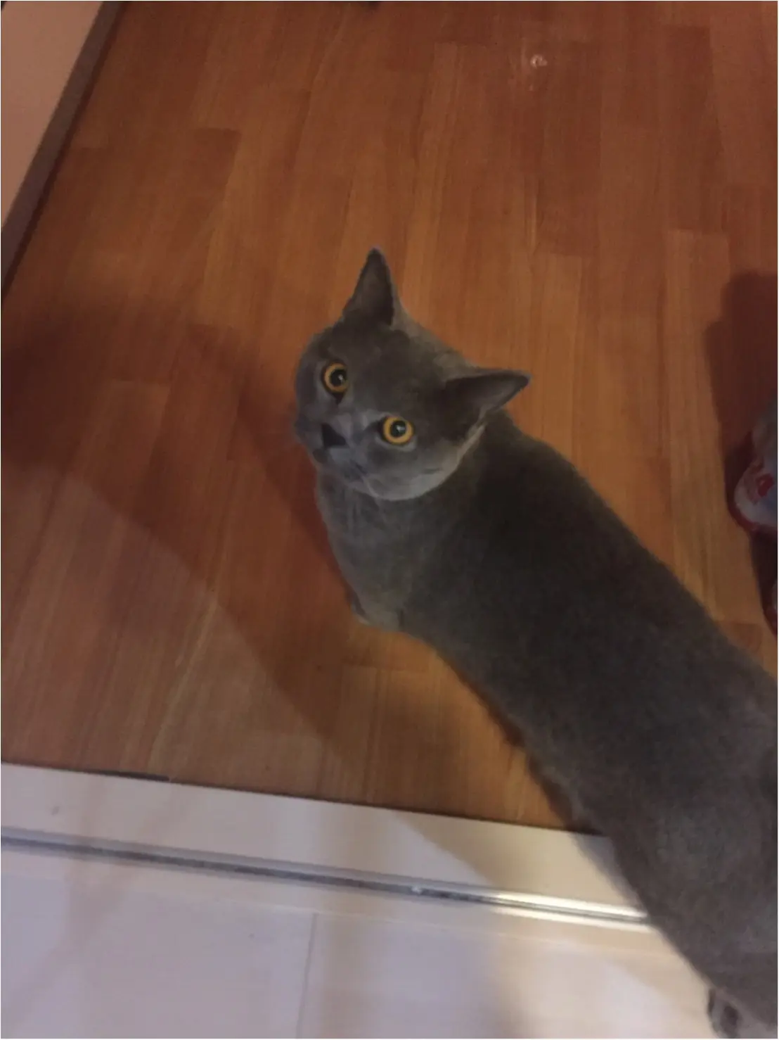 【今日のにゃんこ】目線はこっちでいい? レオくんは、ファンサービス上手!? _1