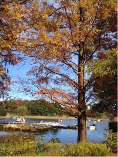 【私がおすすめする紅葉スポット】一度は歩きたい!《イチョウ並木の黄色いじゅうたん》がココにあります!!_1