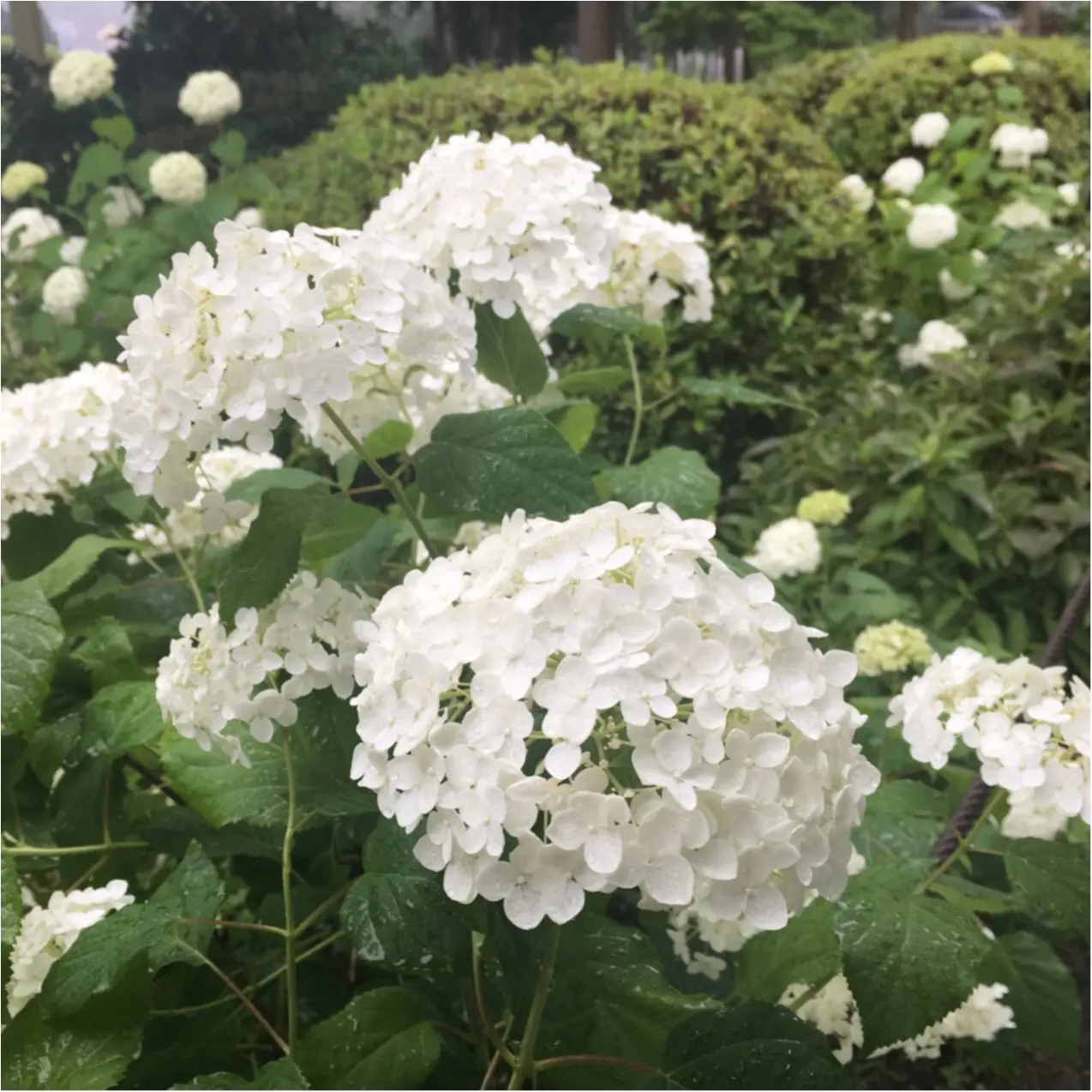 梅雨の時期に見たい♪紫陽花の名所へおでかけ…*見つけたハートの紫陽花♡_5