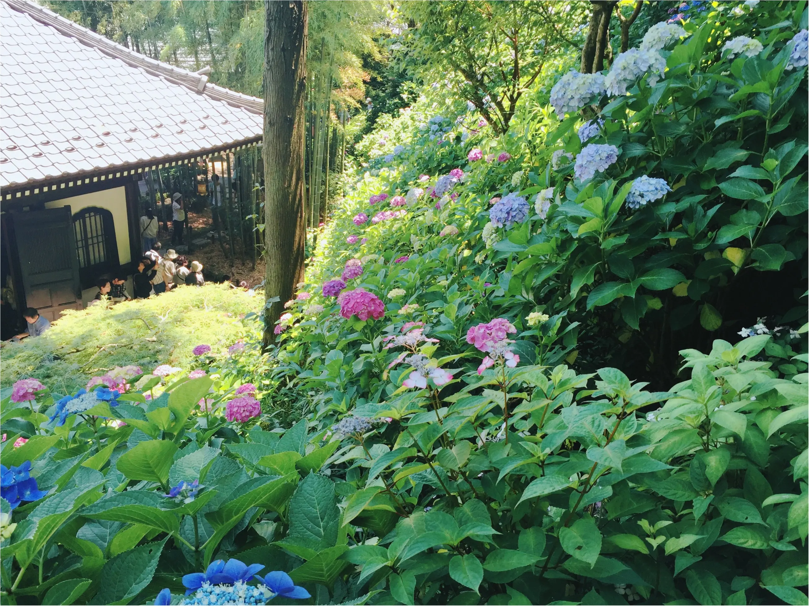 【鎌倉・長谷寺】紫陽花が見頃!待ち時間にオススメのランチスポットをご紹介♡_7