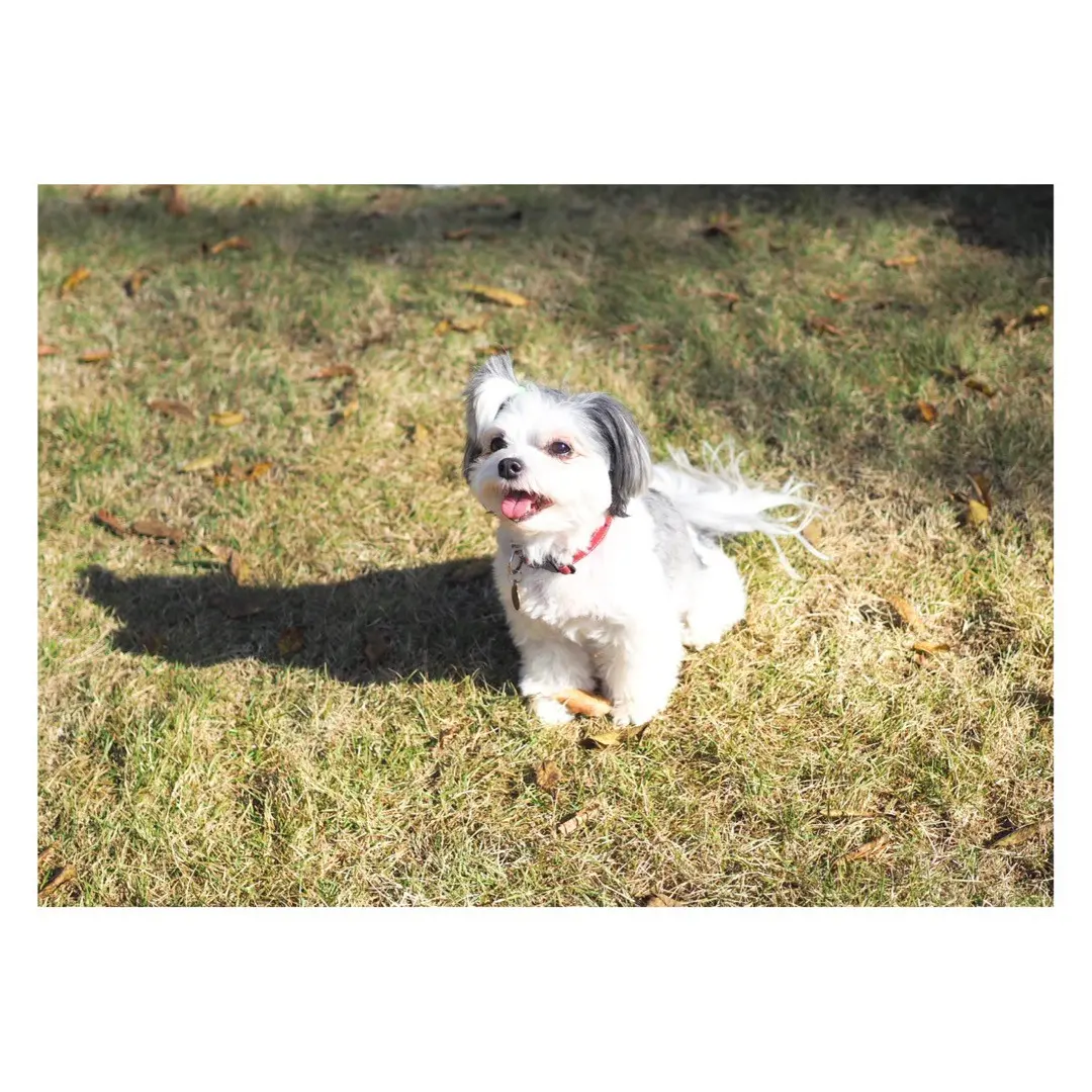 家の庭で走り回るチワワとマルチーズのミックス犬・太郎君