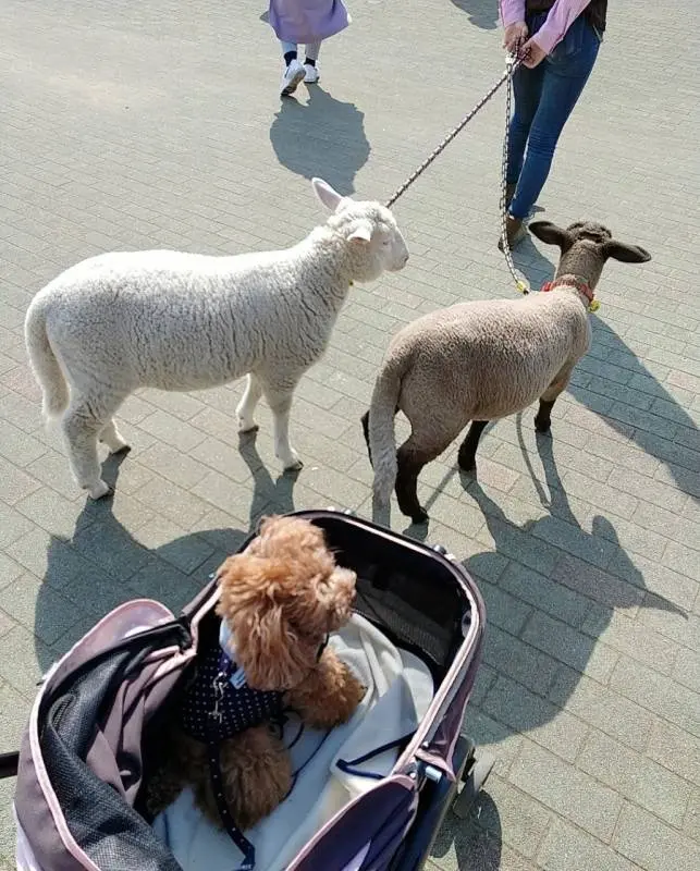 子羊の後ろをカートに乗って追いかける犬・テテちゃん