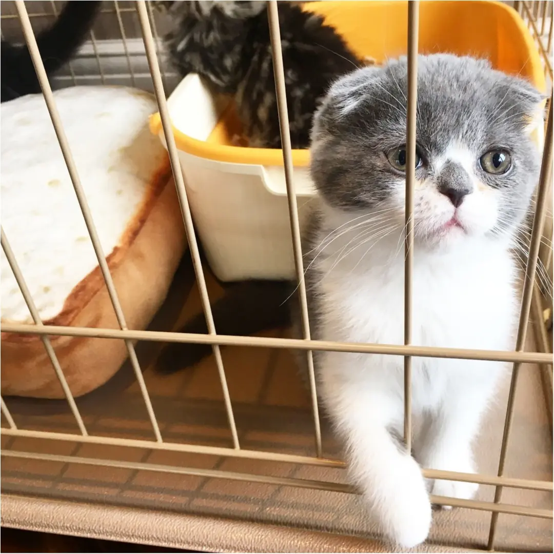 【猫カフェ】渋谷で癒しの猫カフェ♡今ならカワイイ子猫にも会えちゃう♪_10