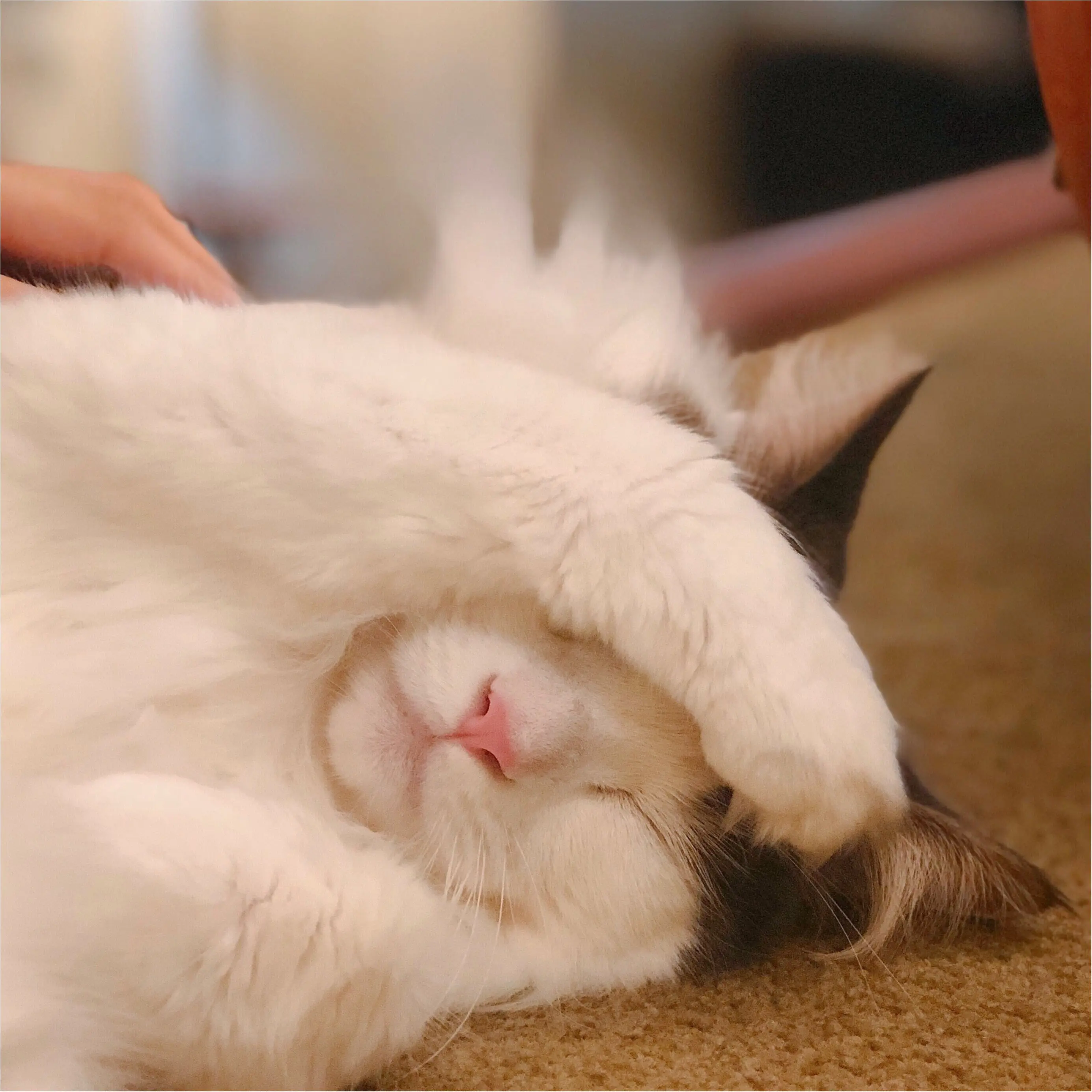 ねこたんとたわむれたい方必見!!【綺麗すぎる猫カフェ】in池袋_2