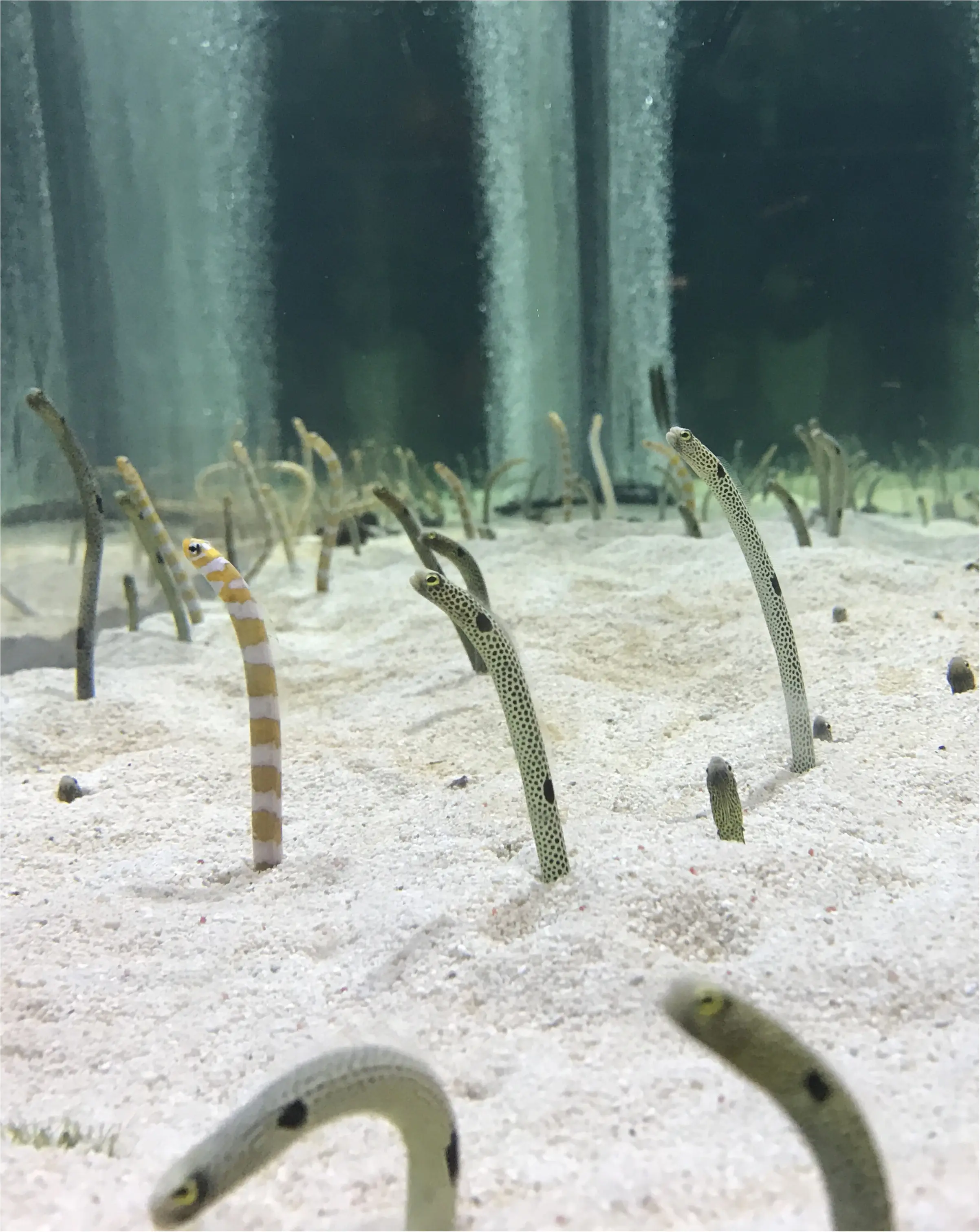 東京散歩~スカイツリー&すみだ水族館~_6
